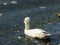 Domestic ducks on the river  reed cane blue water in autumn