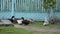 Domestic ducks in the Russian village