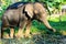 Domestic elephant