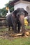 Domestic Elephant In Srilanka