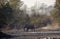 Domestic elephants walking and crossing a pond, in