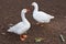 Domestic farm animals white geese