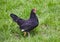 domestic feathered bird black hen on green grass