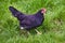 domestic feathered bird black hen on green grass