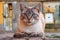 Domestic feline cat sitting look lelax detail vision natural nature