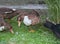 Domestic female duck standing on one leg