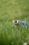 A domestic ferret playing in the grass with long blue tunnel toy. Looking out of the grass and the tunnel