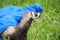 A domestic ferret playing in the grass with long blue tunnel toy. Looking out of the tunnel