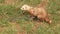 the domestic ferret is walked and digs the ground on a leash on the lawn.