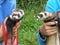 Domestic ferrets (Mustela) close-up on a walk.