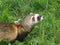 Domestic ferrets (Mustela) close-up on a walk.