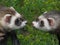 Domestic ferrets (Mustela) close-up on a walk.