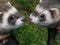 Domestic ferrets (Mustela) close-up on a walk.