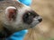 Domestic ferrets (Mustela) close-up on a walk.