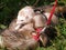 Domestic ferrets (Mustela) close-up on a walk.