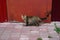 A domestic fluffy cat valks on the background of the red door.