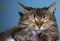 Domestic , fluffy cat washes his tongue with his eyes closed