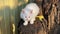 Domestic fluffy kitten with white fur sits on tree closeup