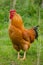 Domestic fowl