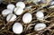 Domestic fowl eggs on hay