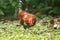 Domestic fowls walk for food on the lawn