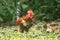 Domestic fowls walk for food on the lawn