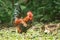 Domestic fowls walk for food on the lawn