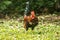 Domestic fowls walk for food on the lawn