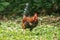 Domestic fowls walk for food on the lawn