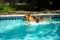 Domestic friendly German shepherd swimming in a pool on a sunny day