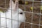 Domestic furry white farm rabbit bunny in cage at animal farm. Livestock food animals growing in cage