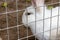 Domestic furry white farm rabbit bunny in cage at animal farm. Livestock food animals growing in cage