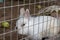 Domestic furry white farm rabbit bunny in cage at animal farm. Livestock food animals growing in cage