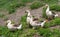 Domestic geese