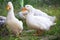 Domestic geese