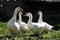 Domestic geese