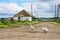 Domestic geese on a country road on a summer sunny day