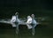 Domestic geese in dark water