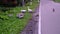 Domestic geese eat grass on the side of the road. The cat crosses the road. Selective Focus. Camera movement