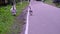 Domestic geese eat grass on the side of the road. Selective Focus. Camera movement