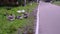 Domestic geese eat grass on the side of the road. Selective Focus. Camera movement