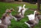 Domestic geese on the farm. Flock of fattening geese, on the rural farm for the production of meat and goose feathers.