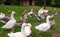 Domestic geese on the farm. Flock of fattening geese, on the rural farm for the production of meat and goose feathers.