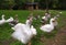 Domestic geese on the farm. Flock of fattening geese, on the rural farm for the production of meat and goose feathers.