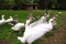 Domestic geese on the farm. Flock of fattening geese, on the rural farm for the production of meat and goose feathers.