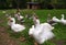 Domestic geese on the farm. Flock of fattening geese, on the rural farm for the production of meat and goose feathers.
