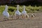 Domestic geese with goslings