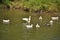 Domestic geese with goslings