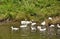 Domestic geese with goslings