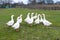 Domestic geese graze in the meadow. Poultry walk on the grass. Domestic geese are walking on the grass. Rural bird grazes in the